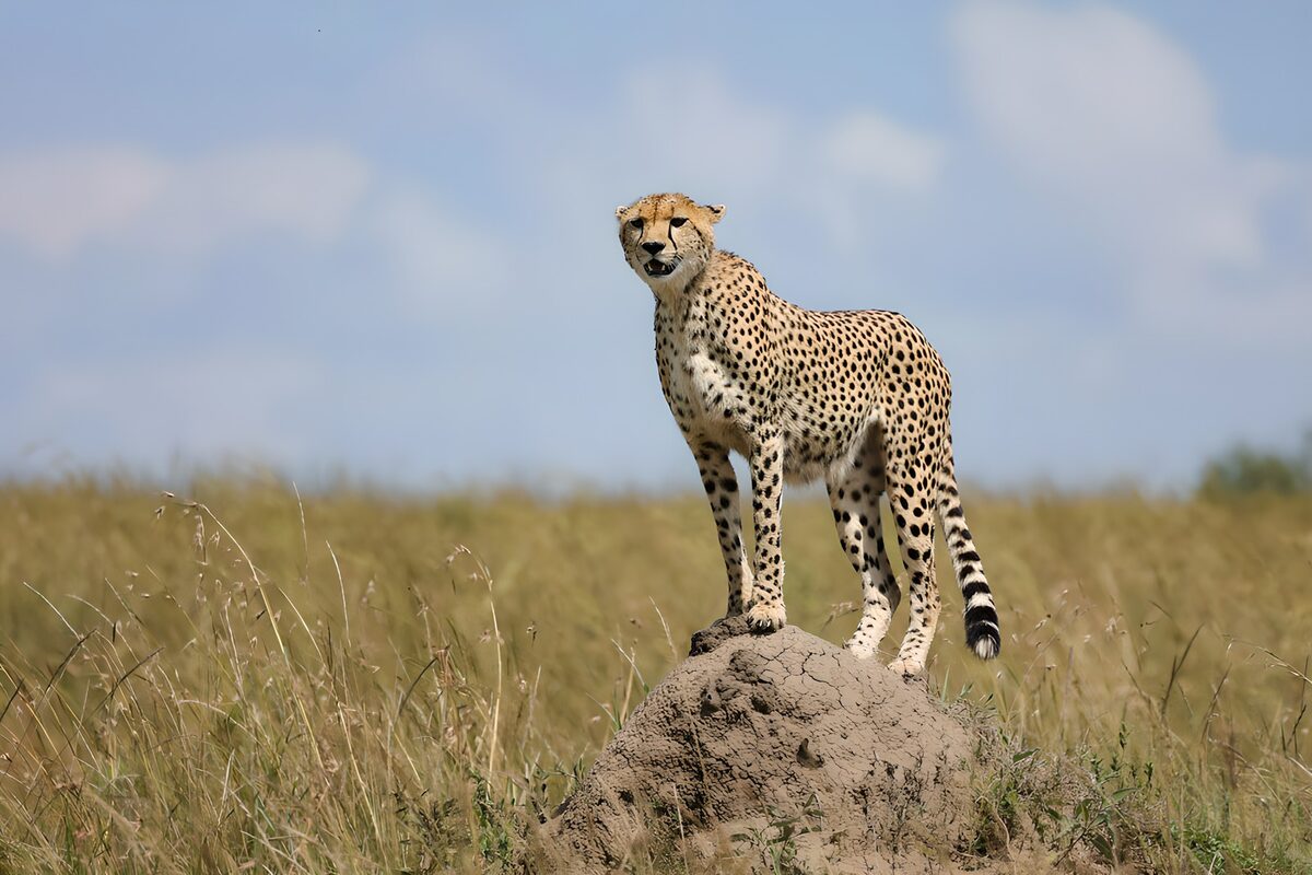 TPDE93580: Gepard auf einem Hügel