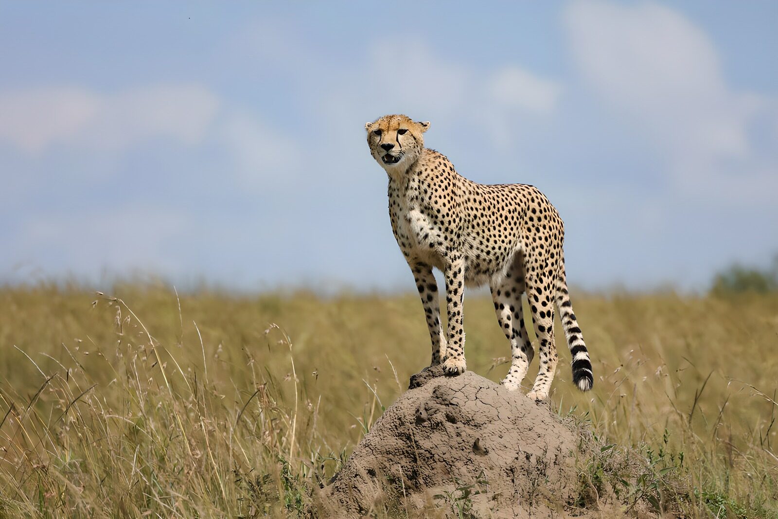 TPDE93580: Gepard auf einem Hügel
