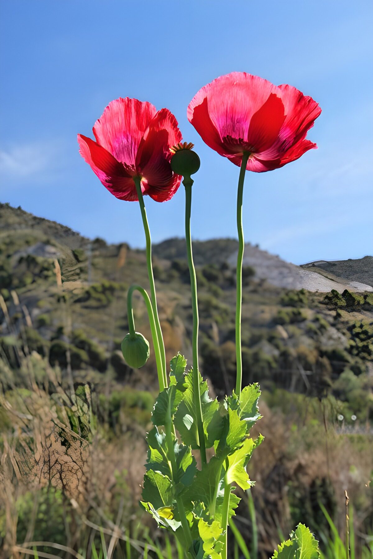 seidige rote  Mohn-Blüten