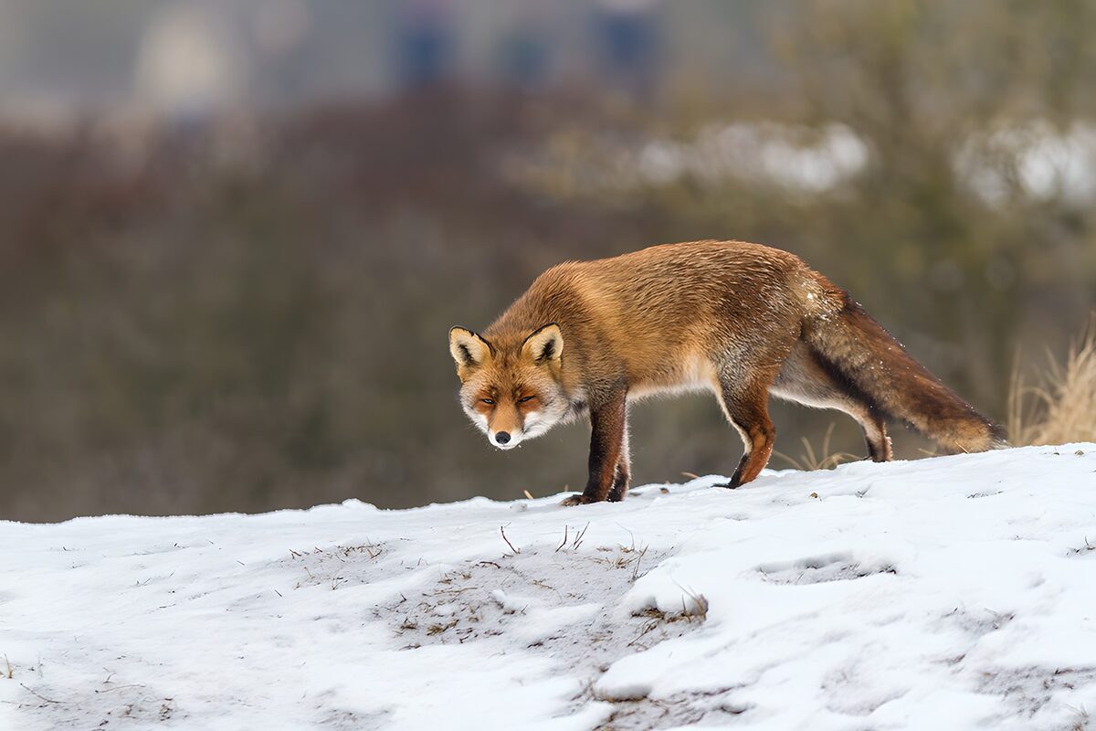 TPDE49166: Fuchs im Schnee