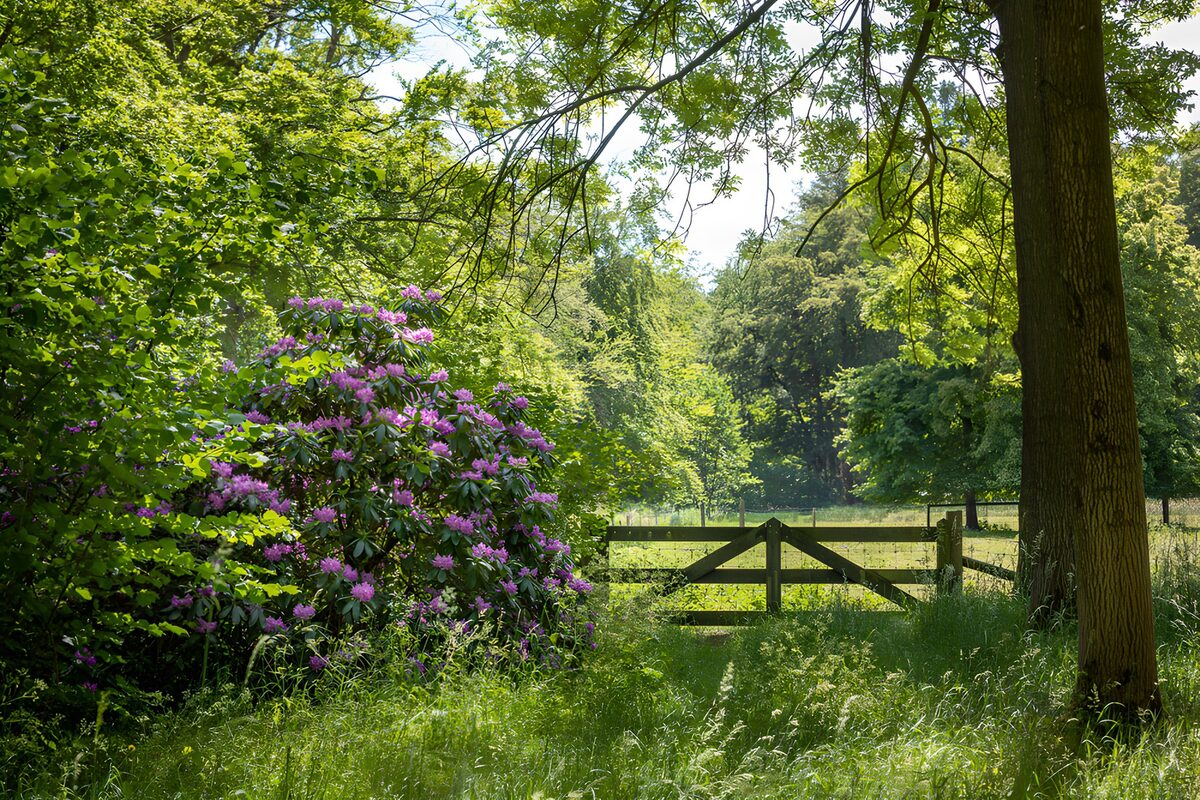 TPDE66425: Blühende Natur im Grünen