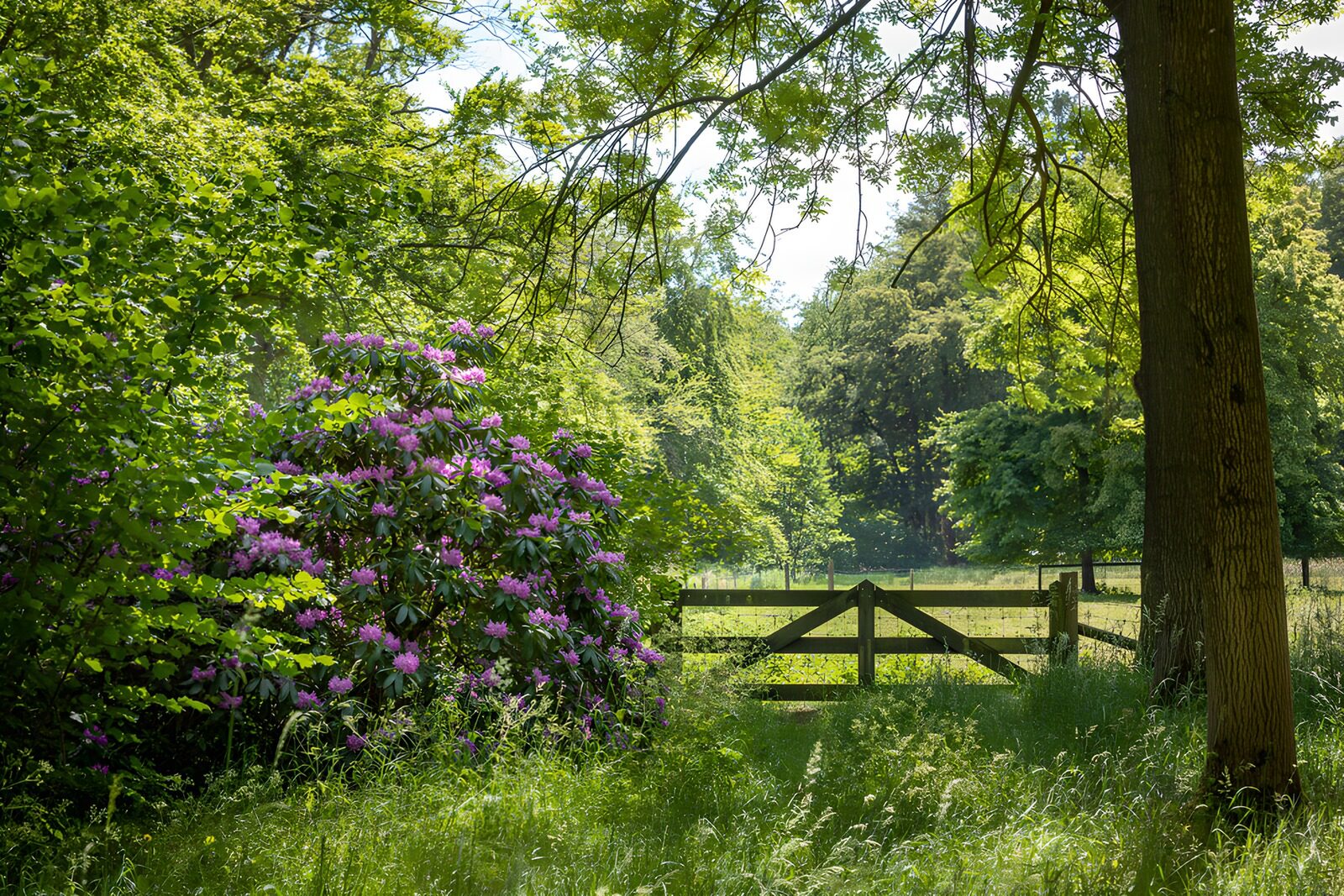 TPDE66425: Blühende Natur im Grünen