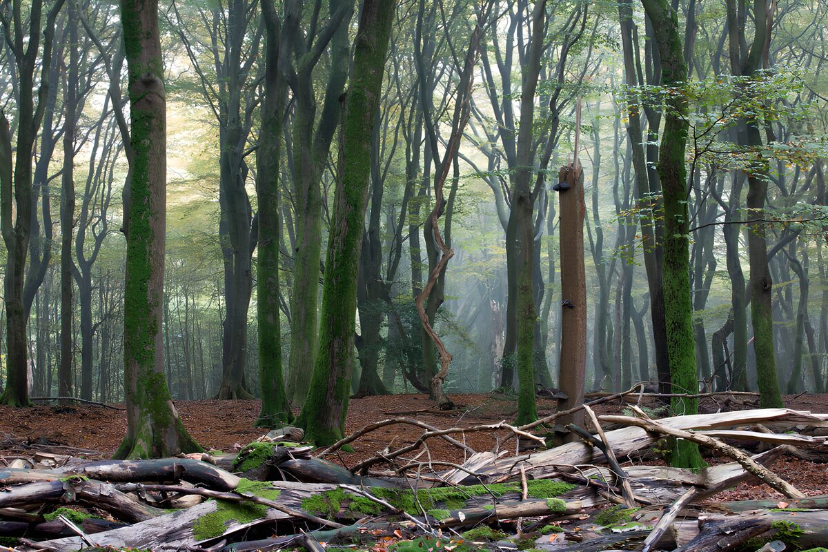 TPDE46736: Mystischer Wald im Nebel