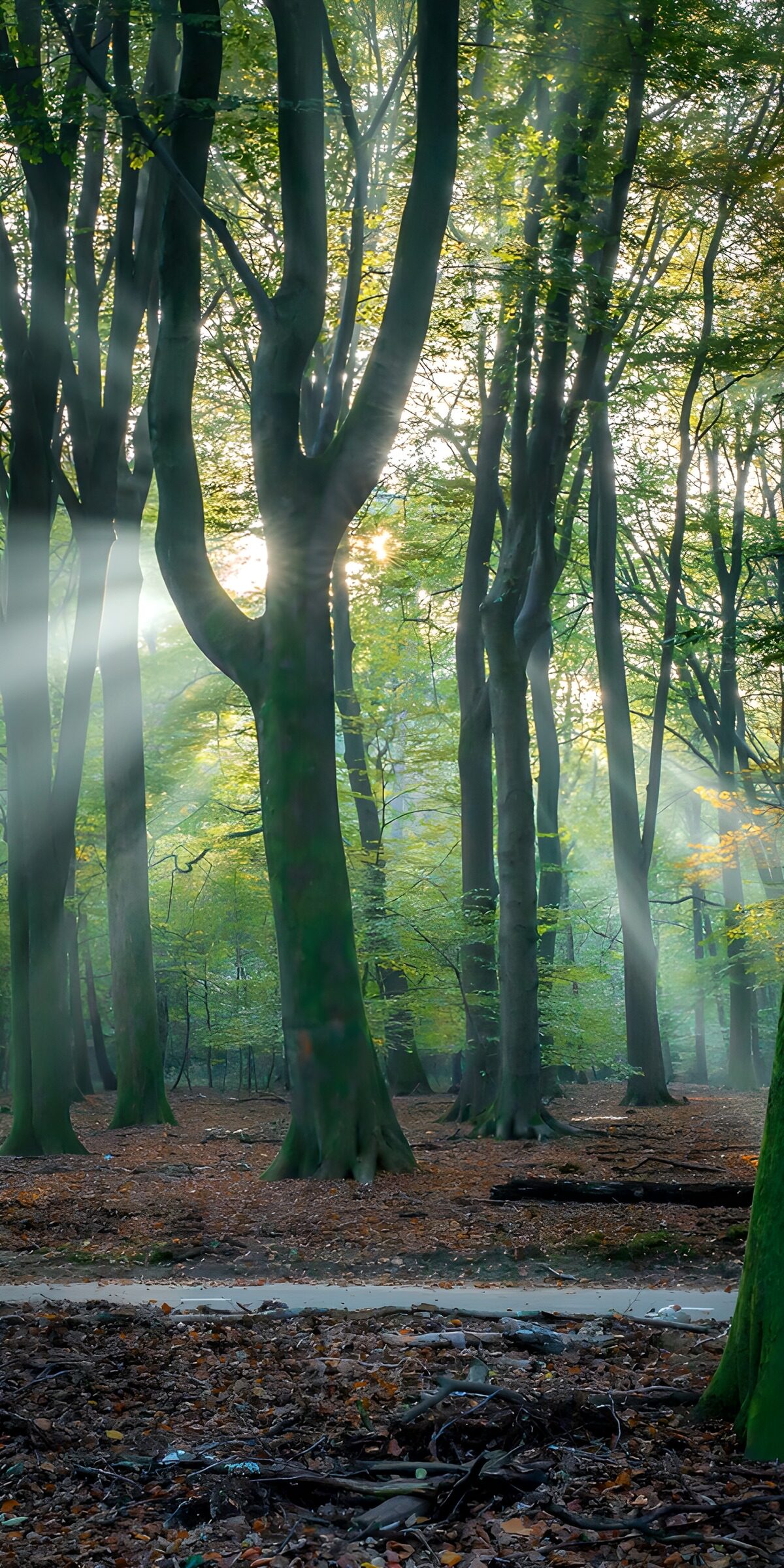 TPDE58429: Mystische Lichtstrahlen im Wald