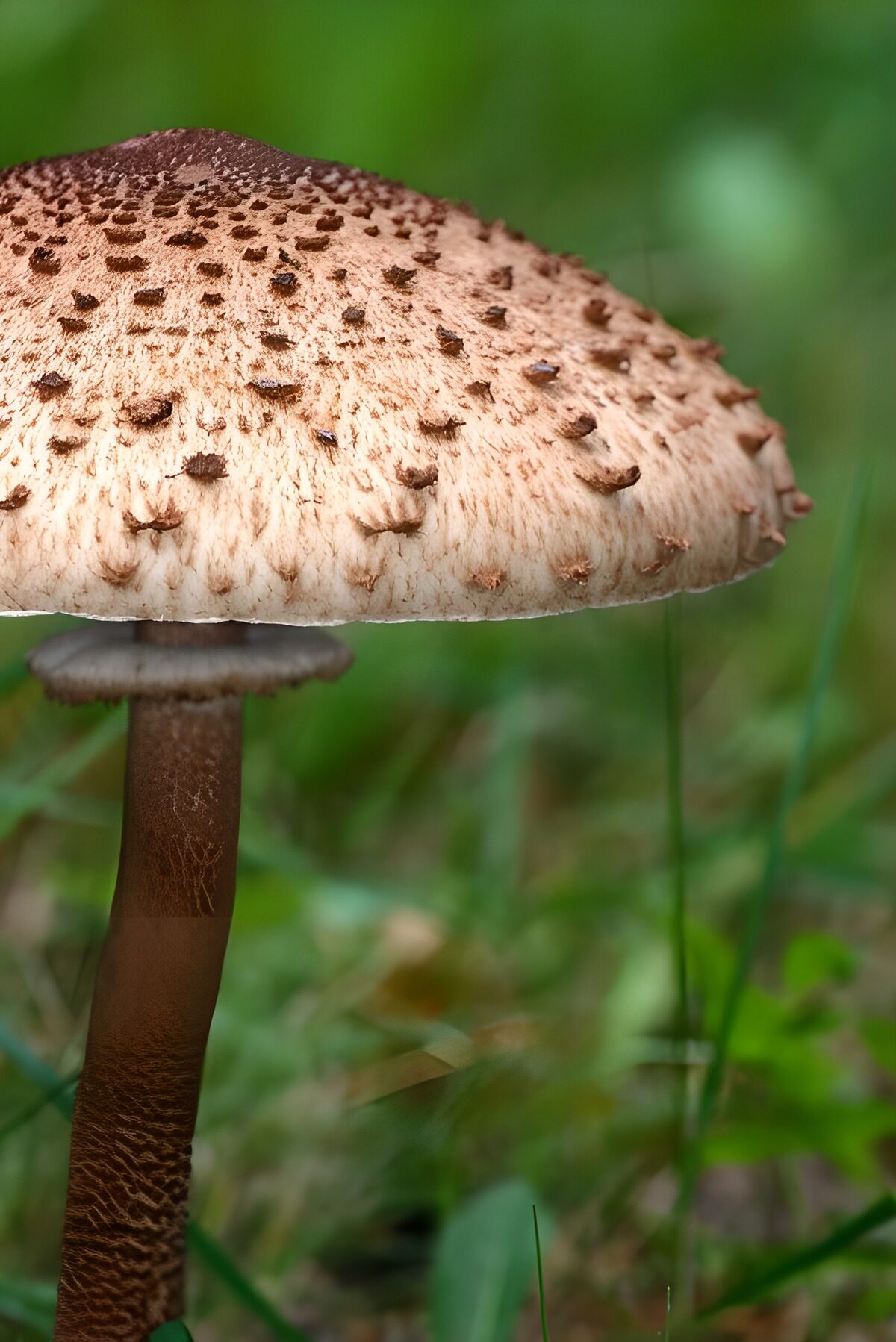 Brauner Pilz im Wald