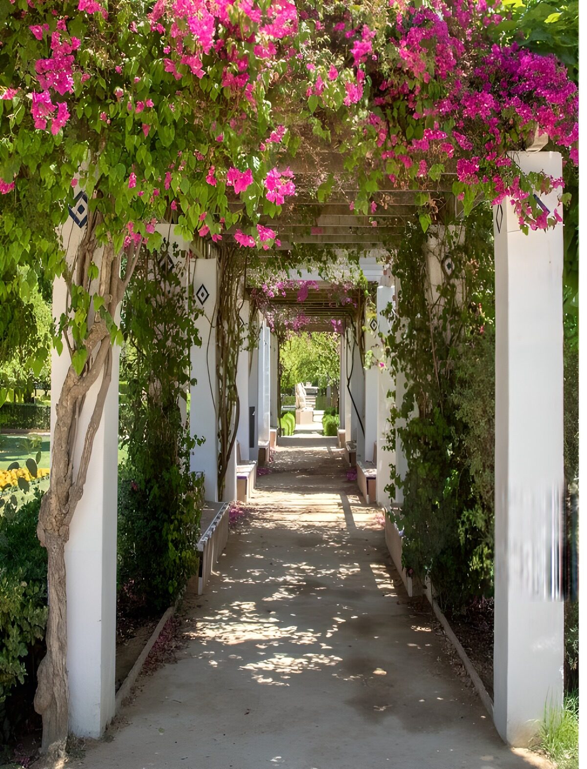 TPDE94436: Blühender Weg unter Bougainvillea