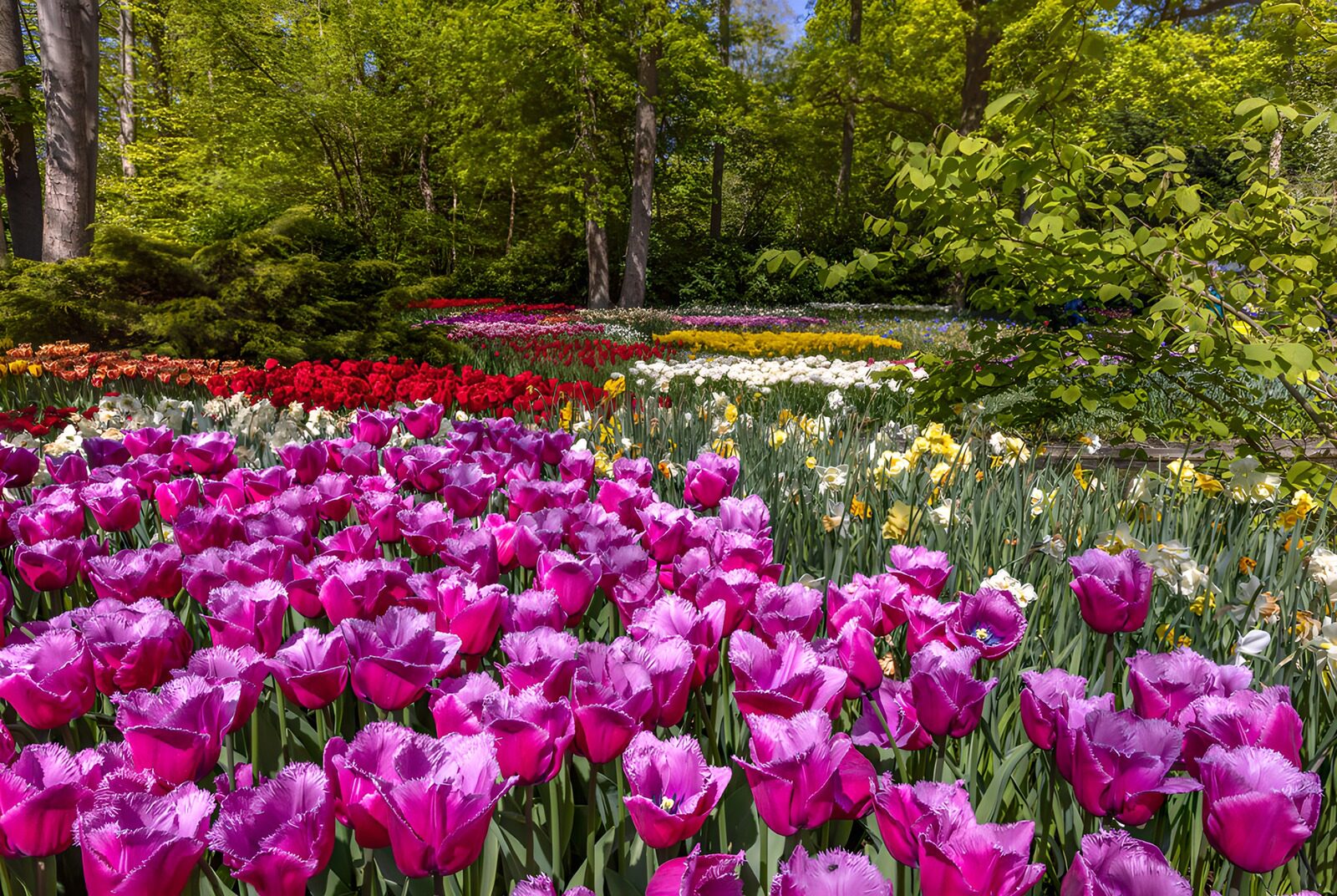 TPDE66809: Farbenfrohe Tulpenwiese im Frühling