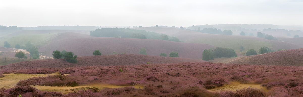 TPDE97164: Panoramablick auf die hügelige lilafarbene Heide  2