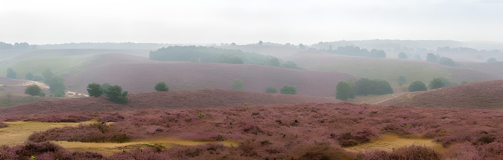 TPDE97164: Panoramablick auf die hügelige lilafarbene Heide  2