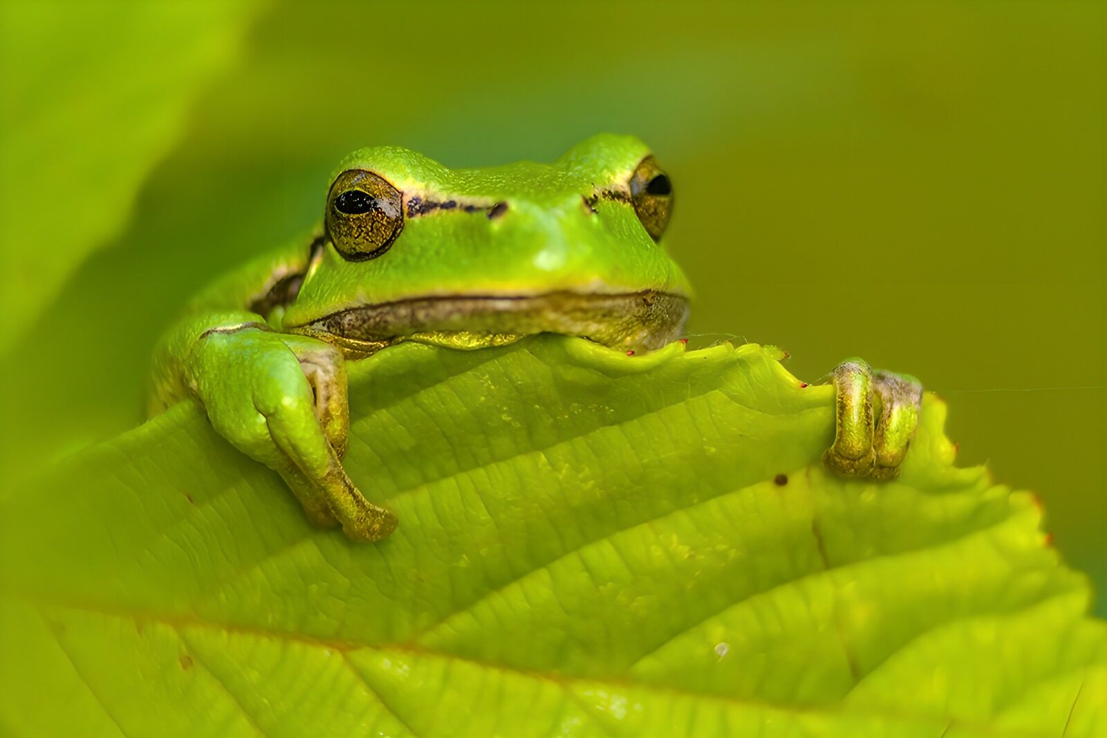 TPDE70288: Grüner Frosch auf einem Blatt