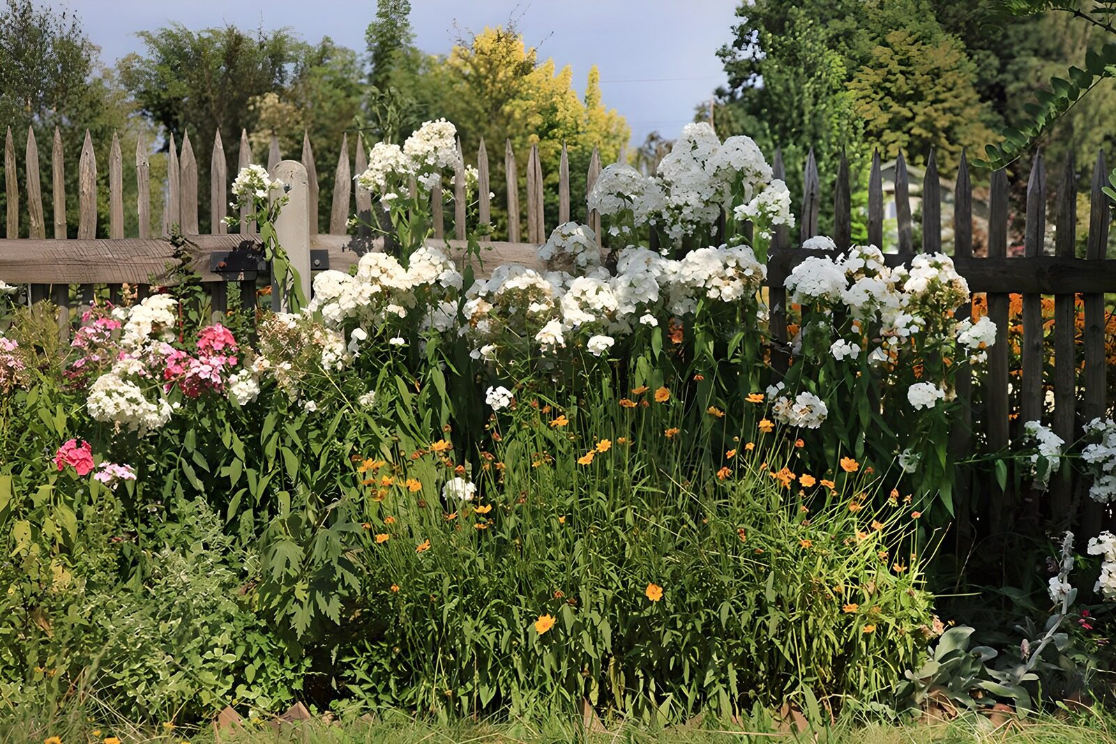 TPDE77764: blühende weiße Blumen am Wegrand und dahinter ein Zaun aus Holzpfählen