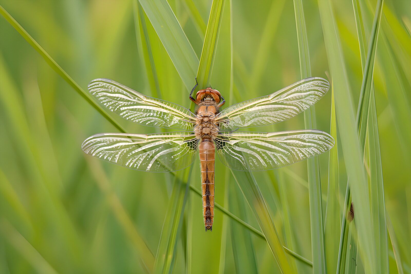 TPDE14750: Libelle auf grünem Gras