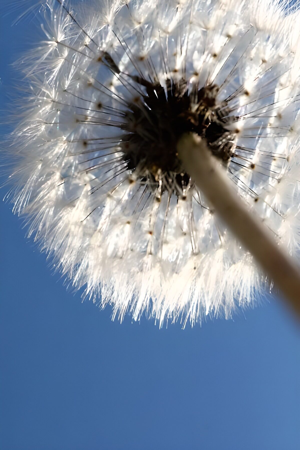  Flugsamen der Pusteblume