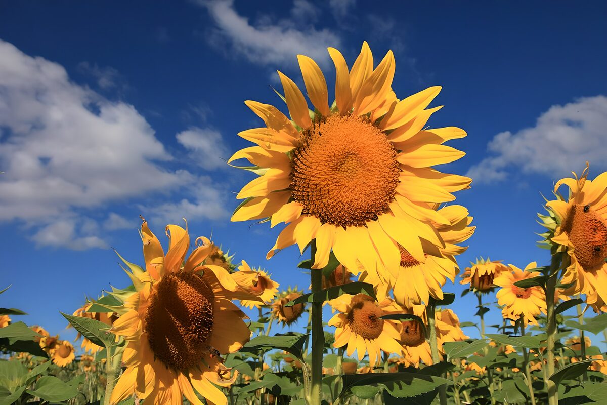 die Köpfe der Sonnenblumen drehen sich im Laufe des Tages nach Westen
