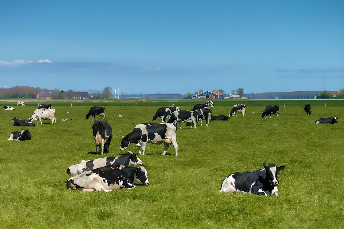 TPDE32760: Kühe auf einer Weide im Frühling