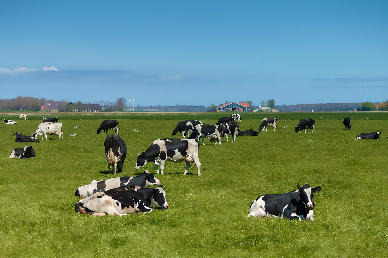 TPDE32760: Kühe auf einer Weide im Frühling