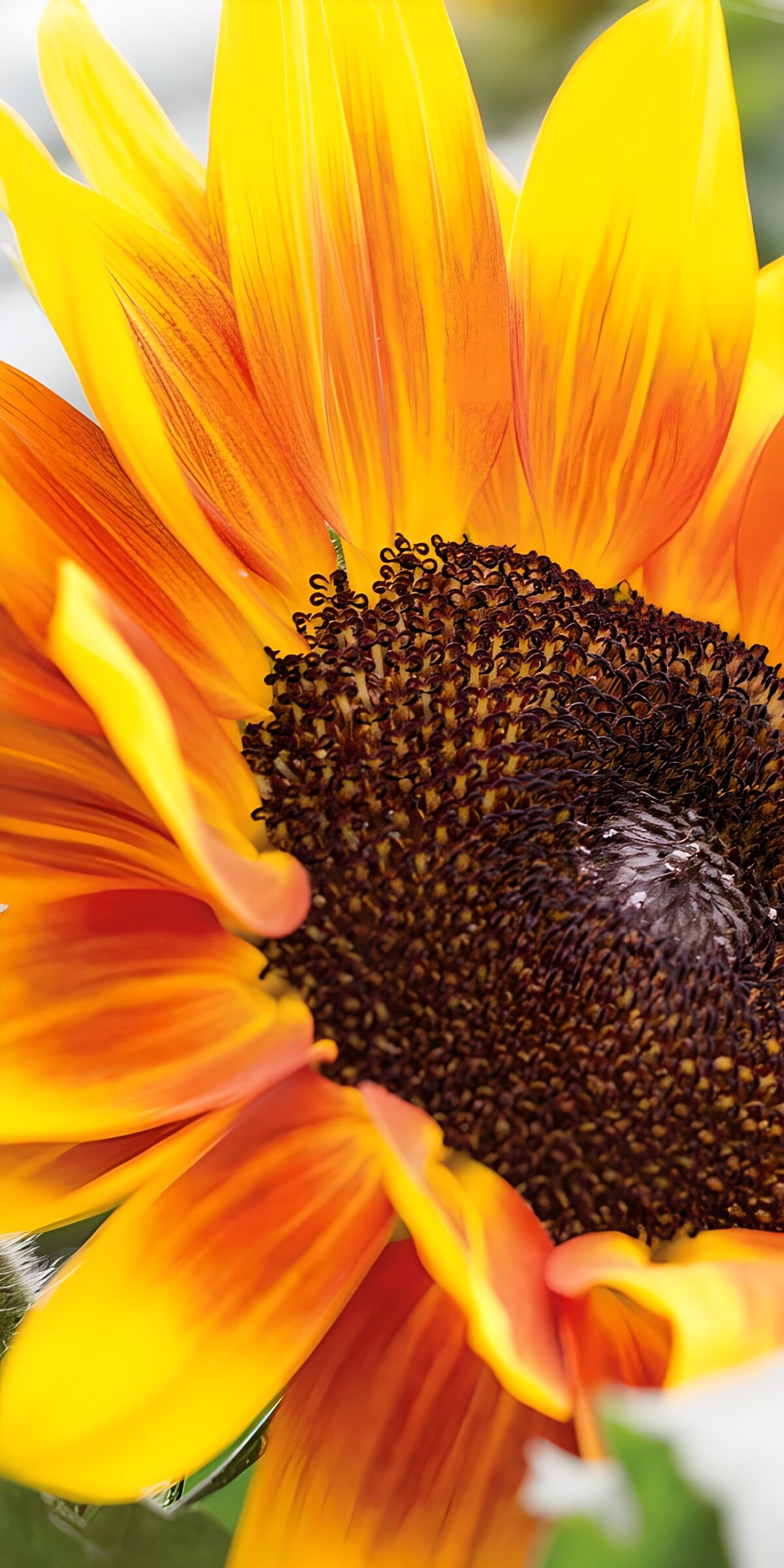 TPDE88551: Sonnenblume in lebhaften Farben