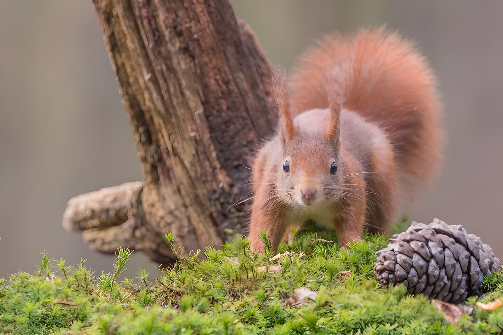 TPDE87578: Eichhörnchen neben einem  Baum ernährt sich mit den Samen der Fichtenzapfen