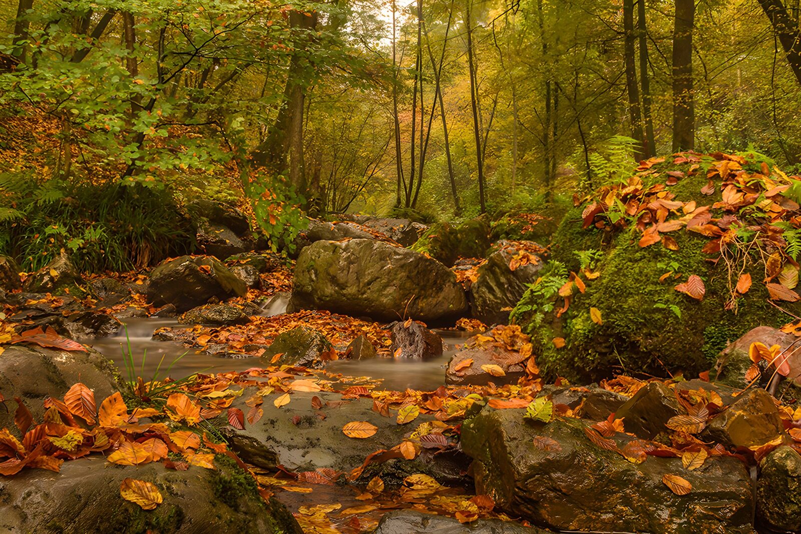 TPDE17848: : Herbstliche Idylle im Wald
