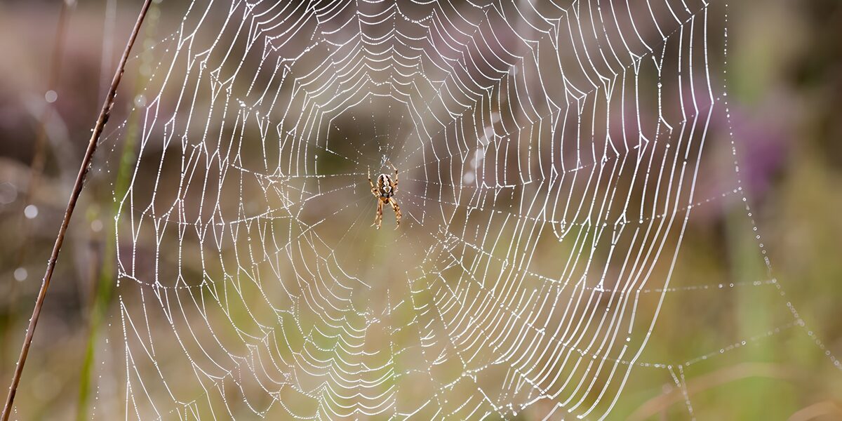TPDE33973: Eine Spinne beim Bau eines Radnetzes 