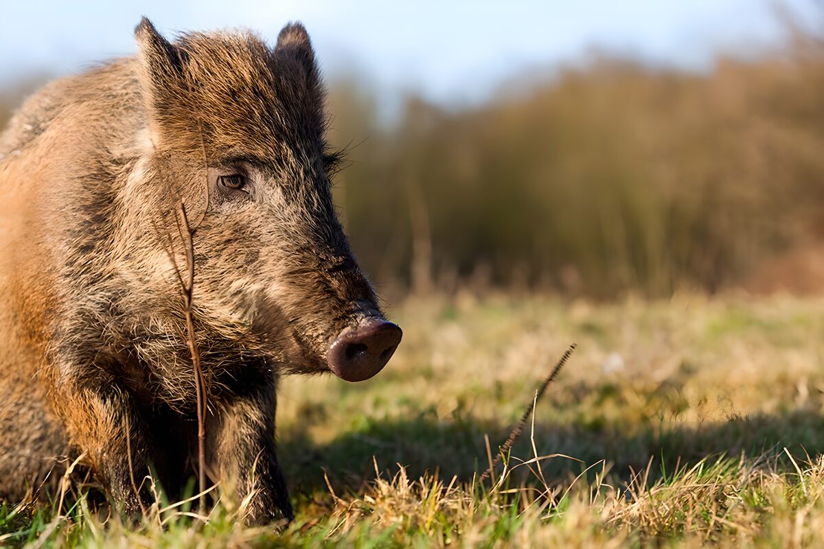 TPDE32373: Wildschwein am Waldrand
