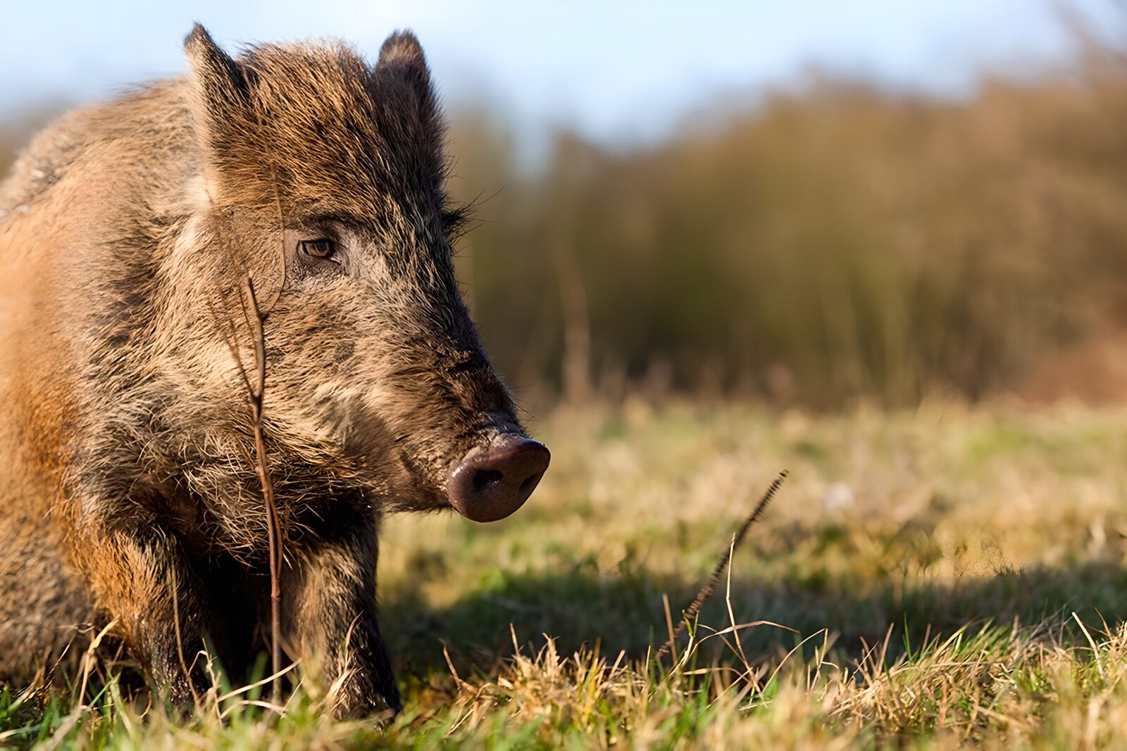 TPDE32373: Wildschwein am Waldrand