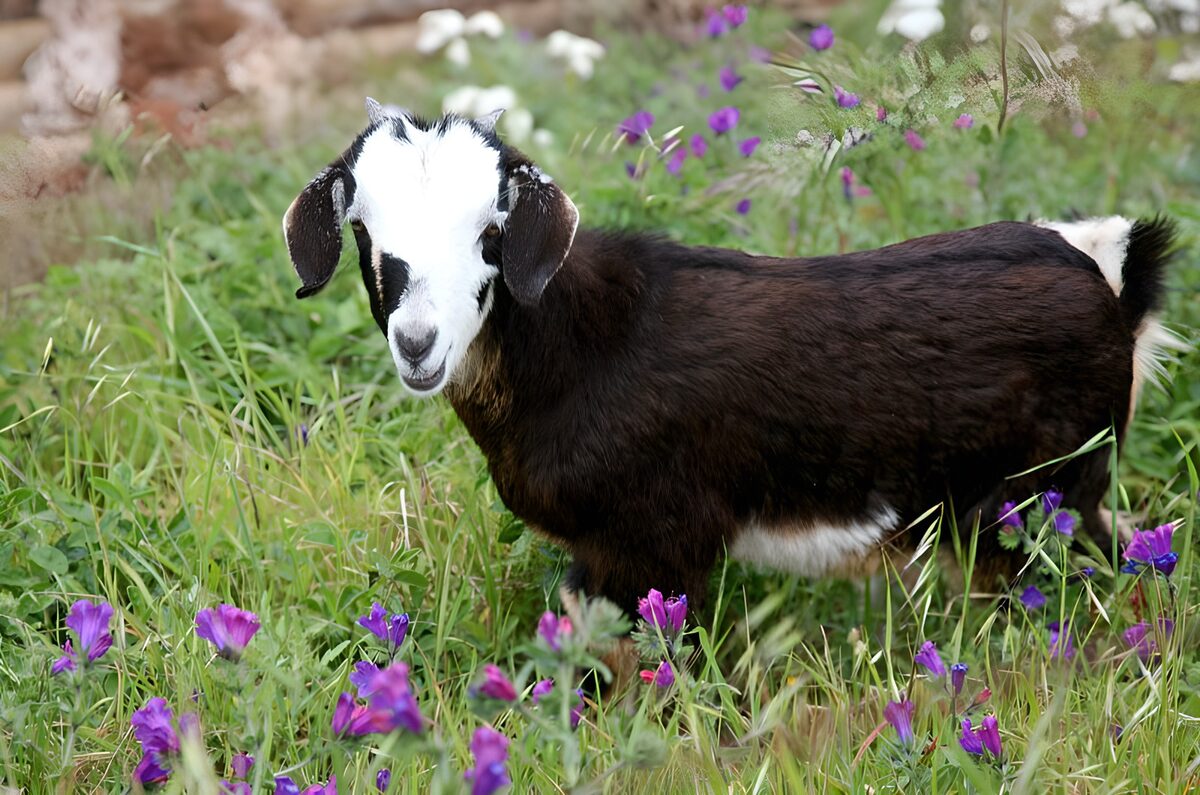 TPDE74878: bunte Ziege in hohem Gras und Kornblumen