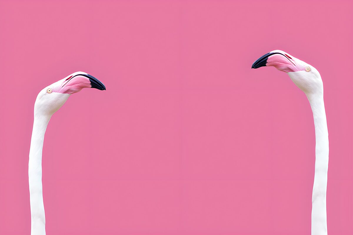 TPDE81658: Zwei elegante Flamingoköpfe
