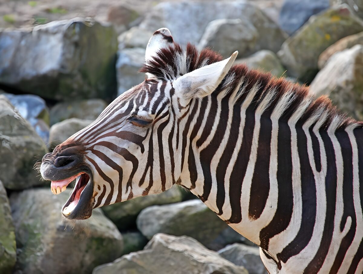 Zebra mit Steinen im Hintergrund
