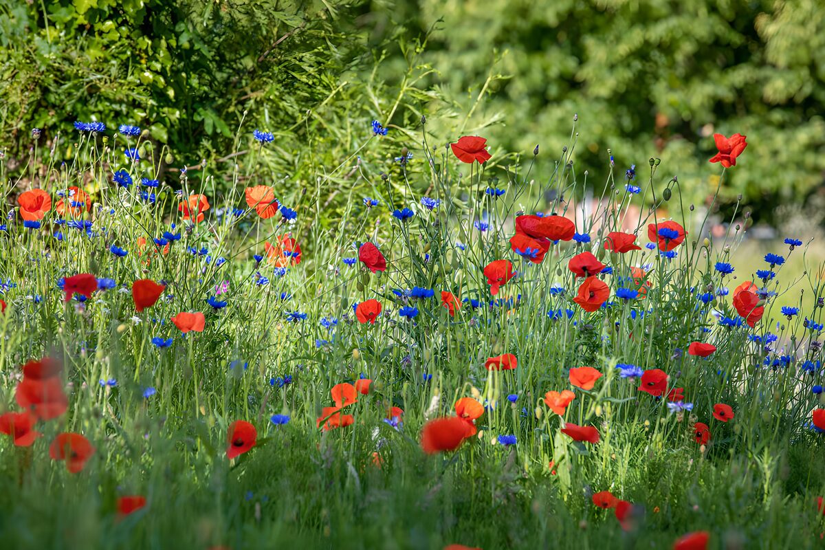 TPDE28895: Blumenfeld in voller Blüte