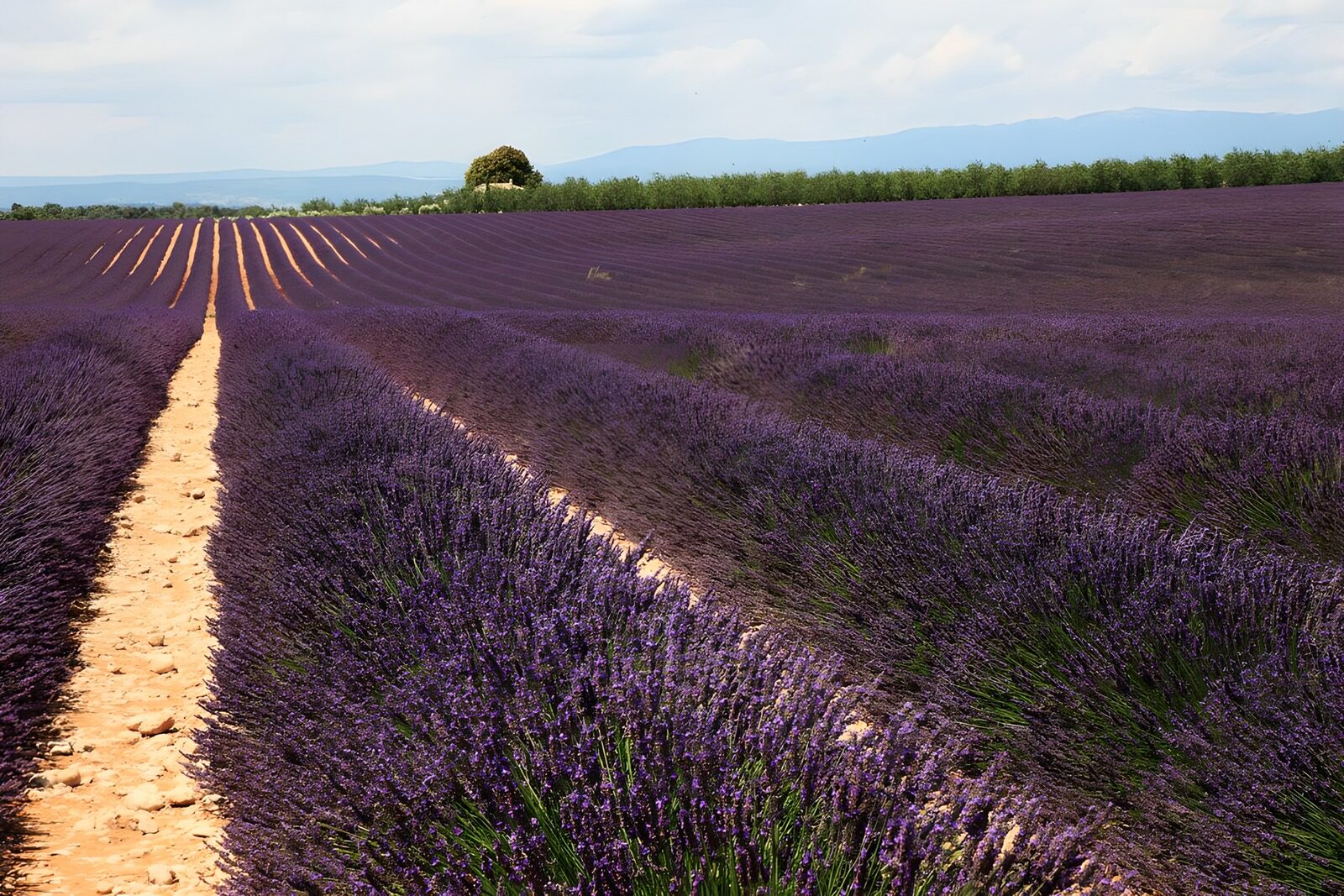 TPDE87643: bezaubernde Lavendelblüten und am Horizont die Berge