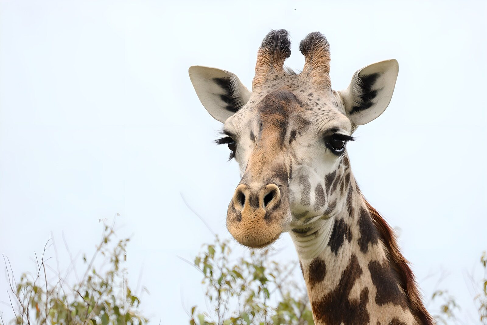 TPDE78448: Giraffe im Fokus