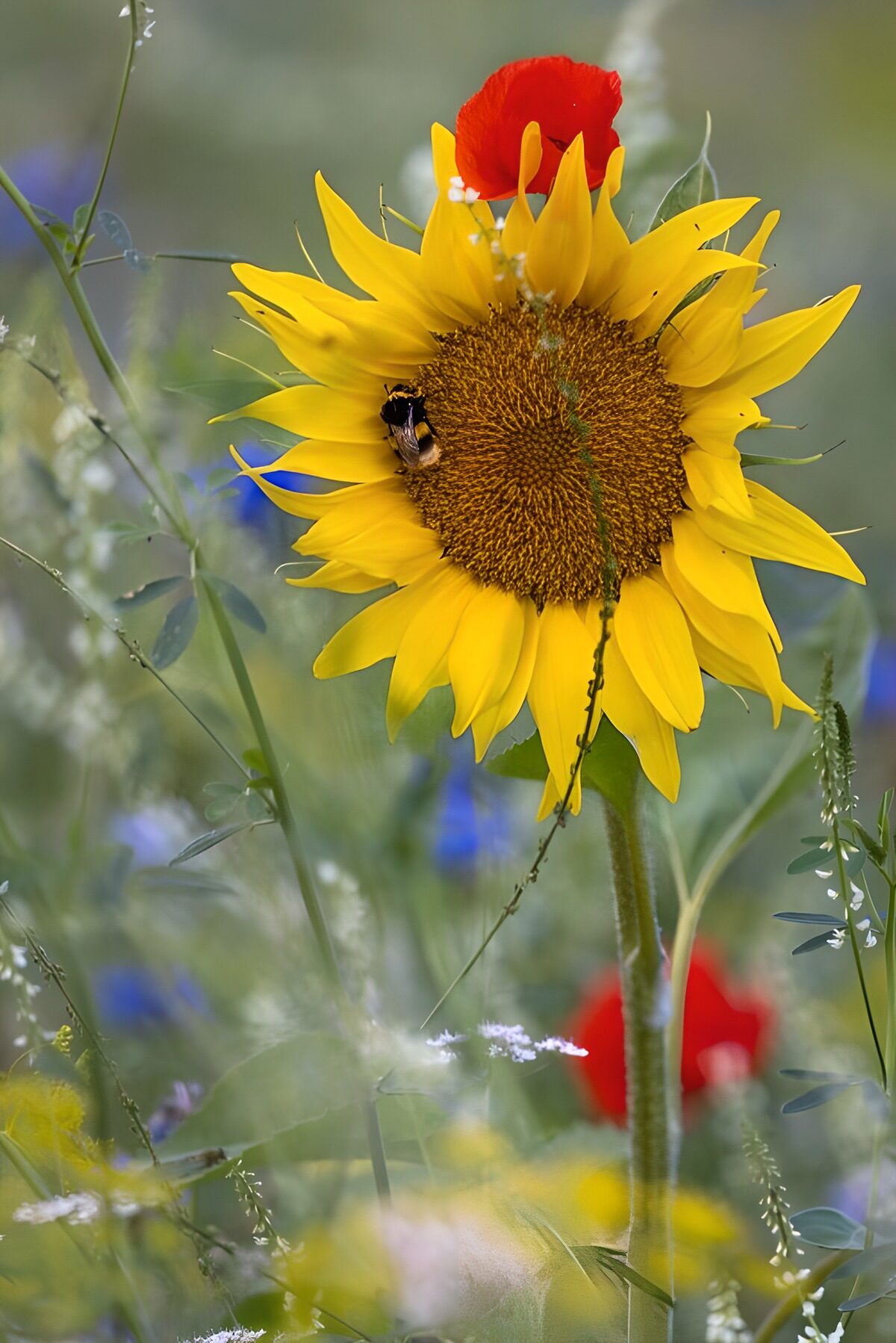 TPDE72408: Sonnenblume im bunten Feld