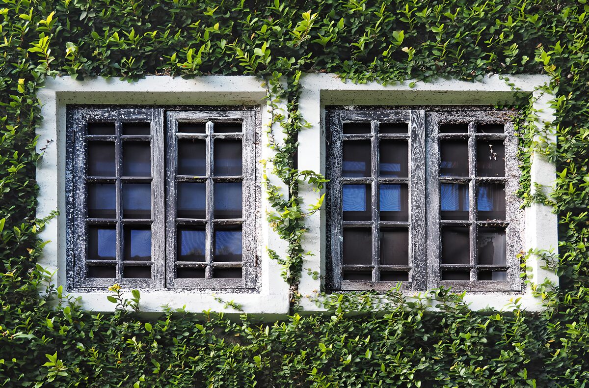 TPDE34410: Verborgene Fenster hinter grünem Blätterteppich