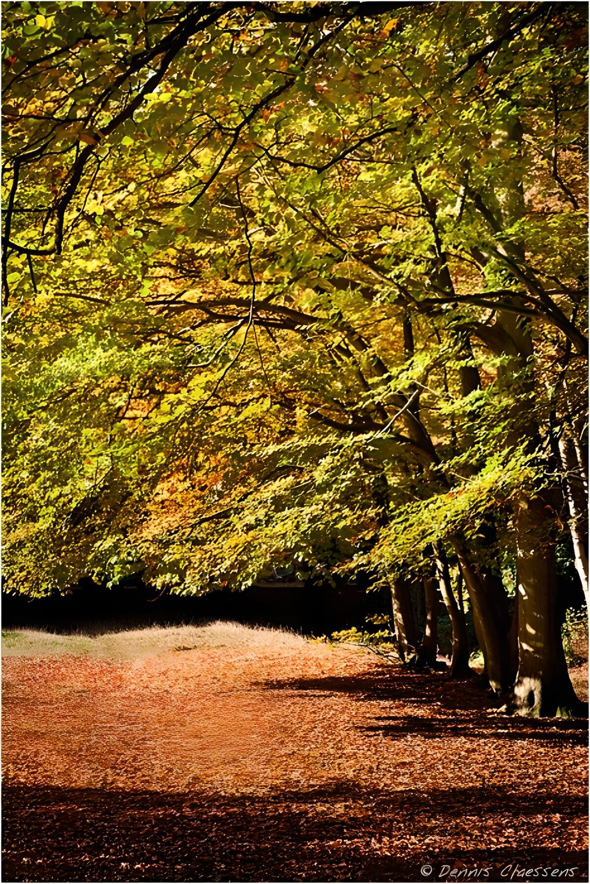 die Sonne scheint im Herbst auf die Bäume und auf die Blätter, die schon vom Baum gefallen sind 