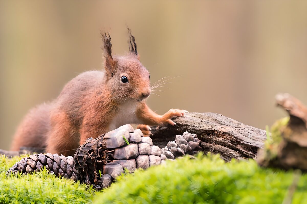 ein rotbraunes Eichhörnchen sammelt u.a.Fichtenzapfen 