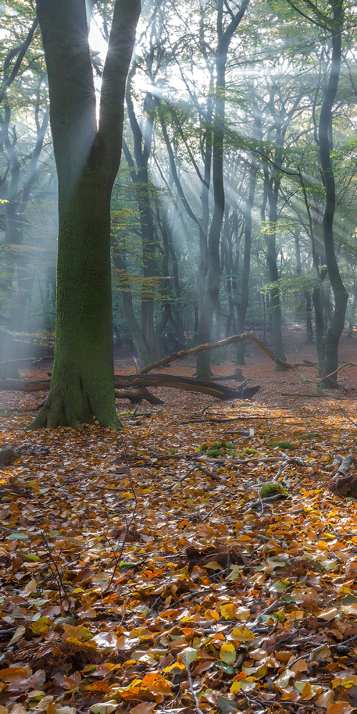TPDE91014: Mystischer Wald mit Sonnenstrahlen