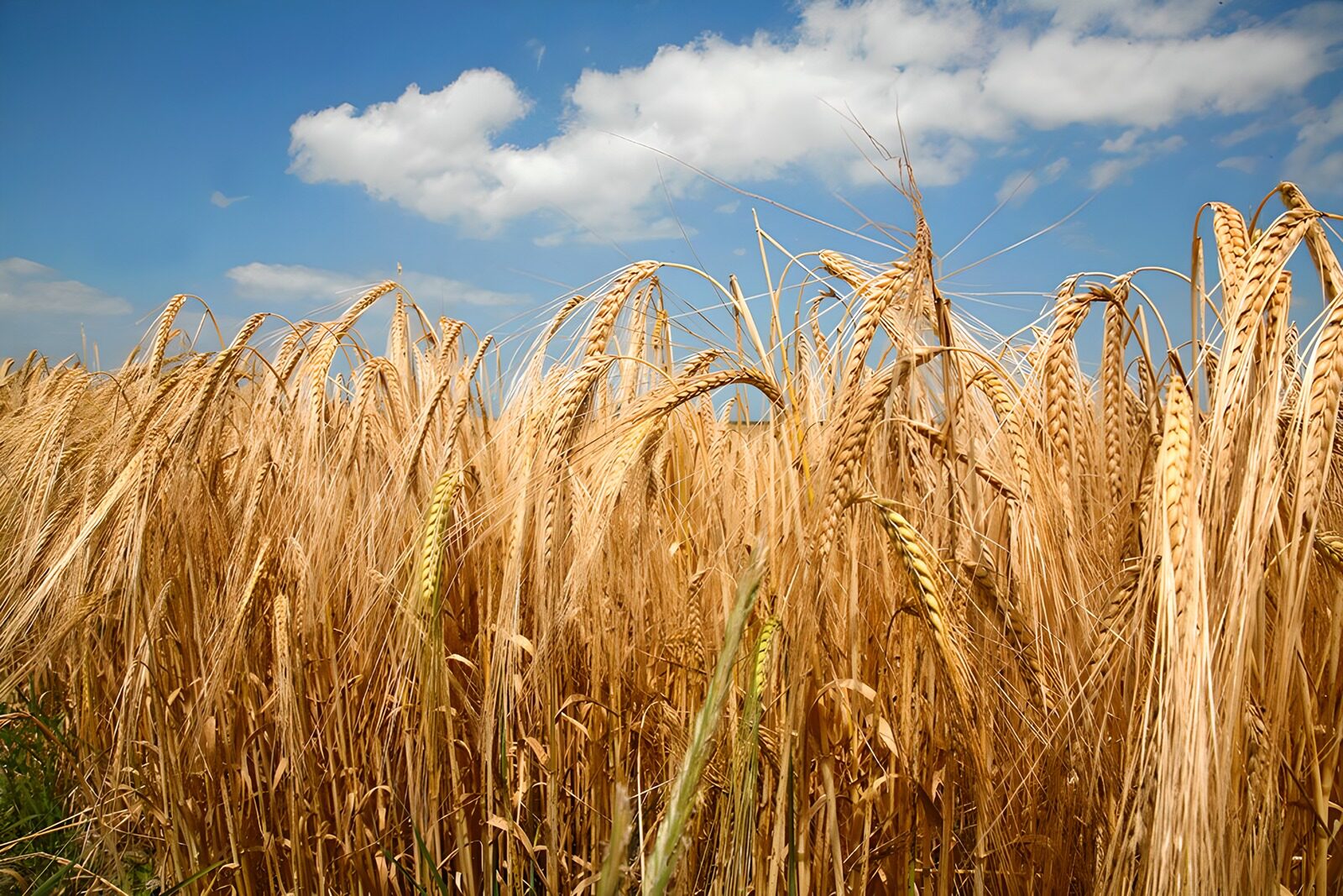 TPDE93983: goldene Ähren gen blauen Himmel