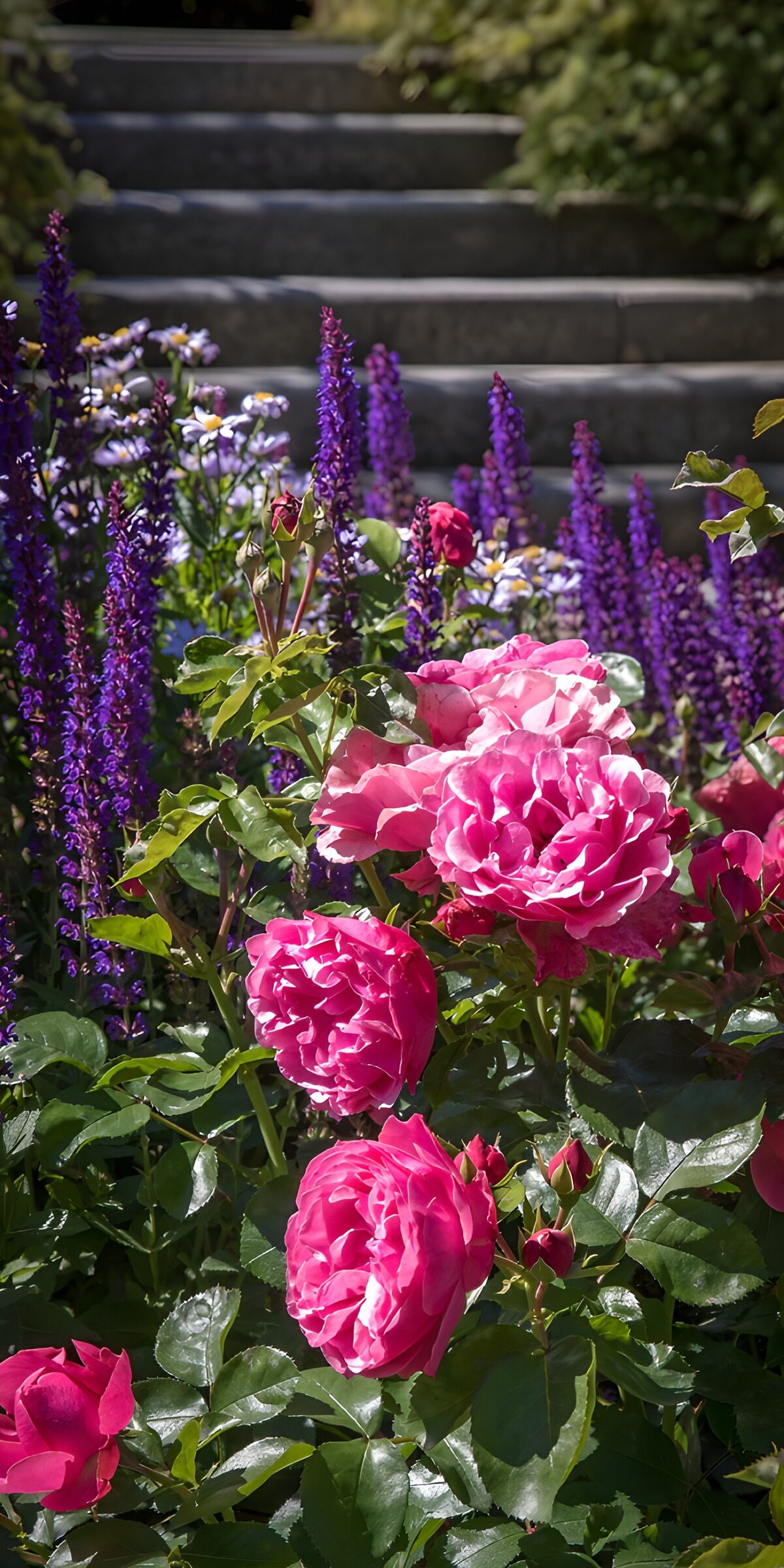TPDE72930: Farbenfrohe Rosen im Garten