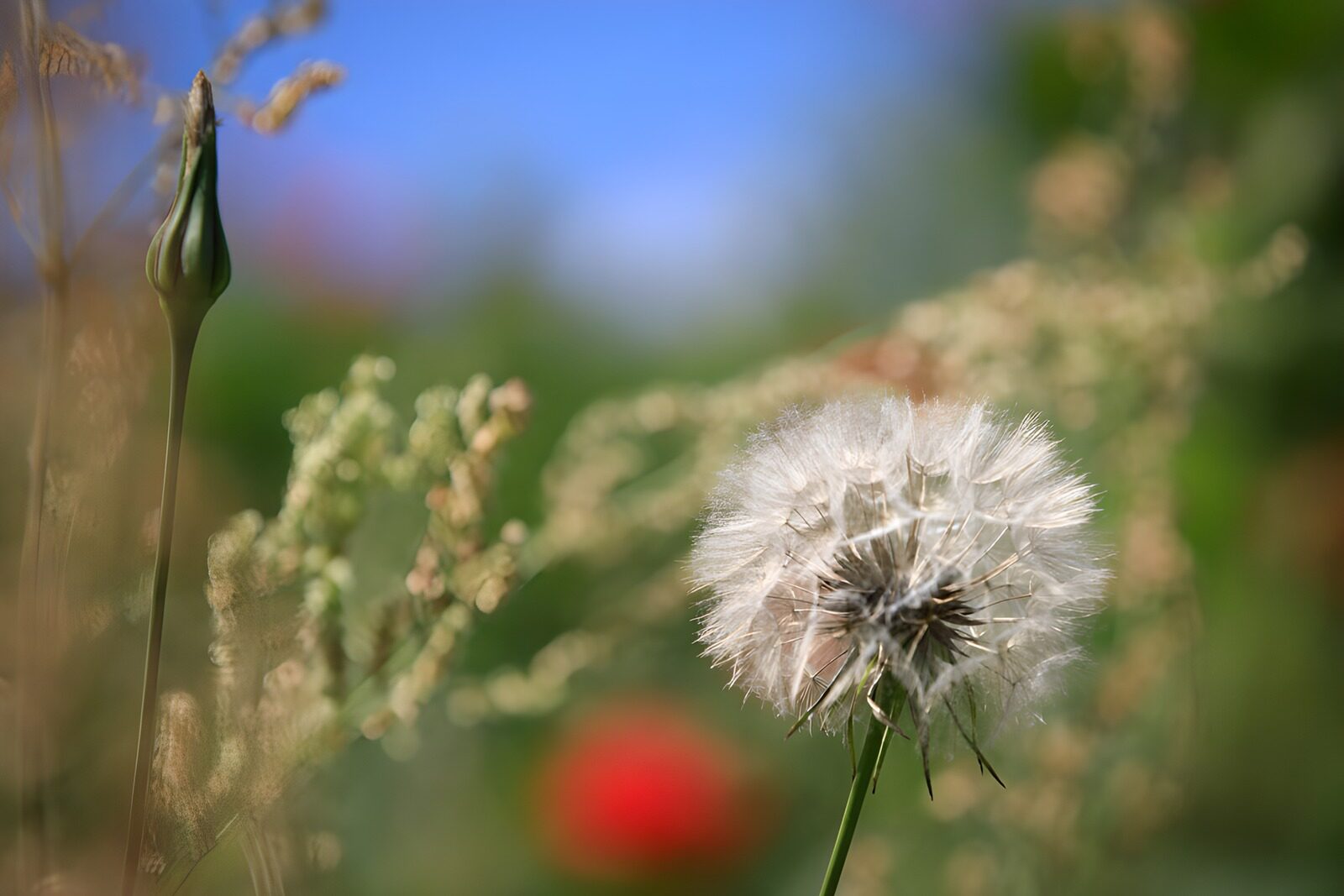 TPDE79819: Löwenzahn im sonnigen Garten