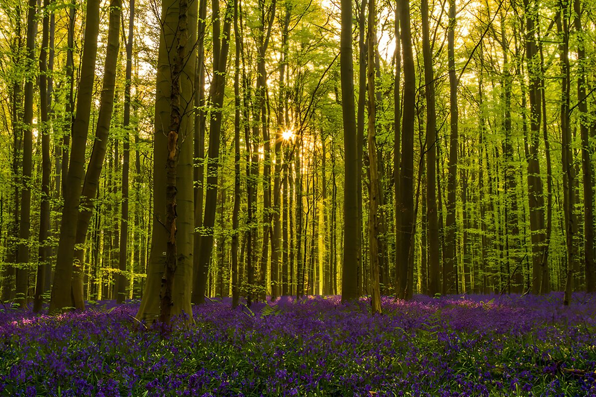 Zauberhafter Wald mit blühendem Blau