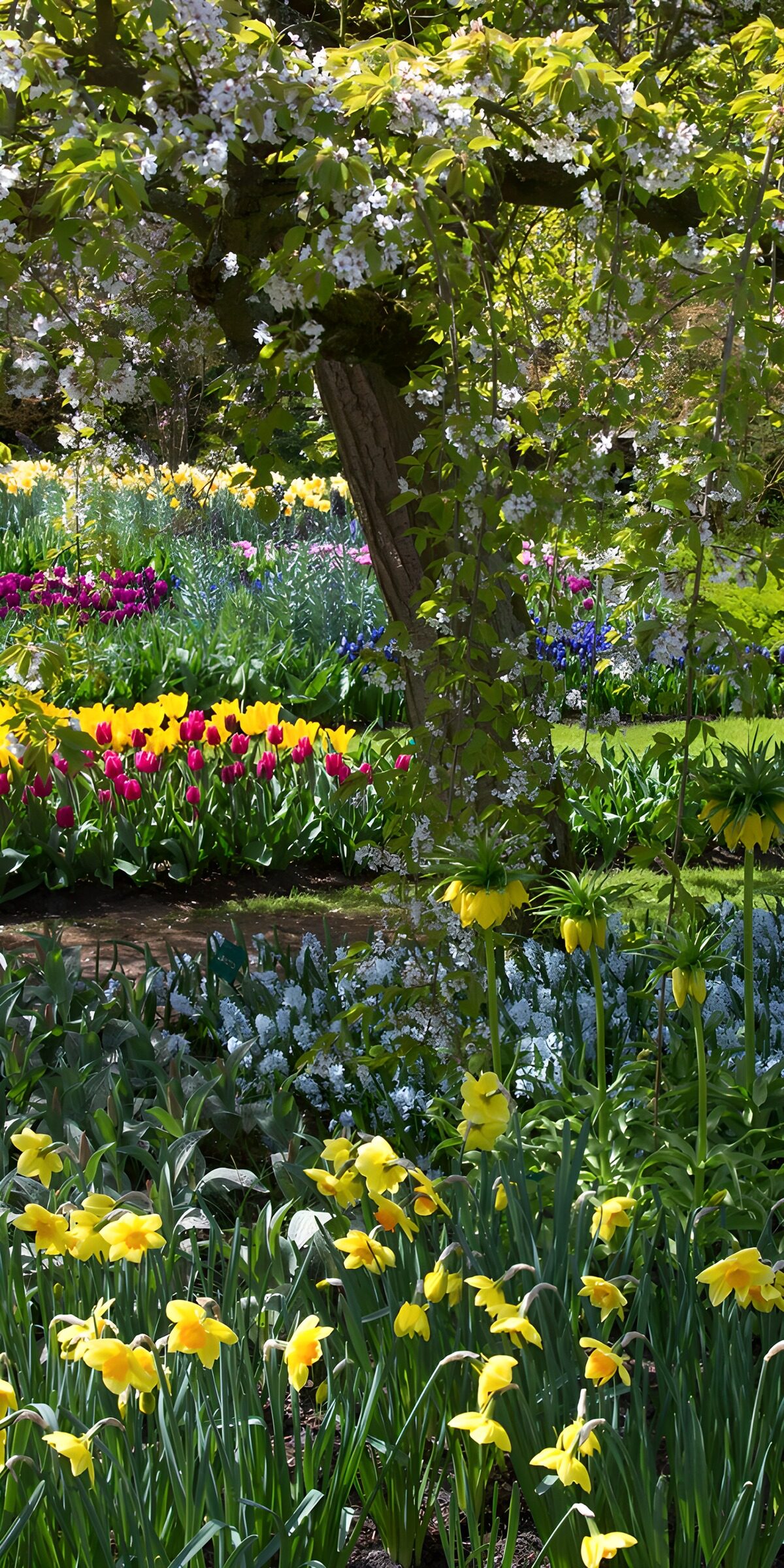 TPDE62322: Frühlingsblütenpracht im Garten