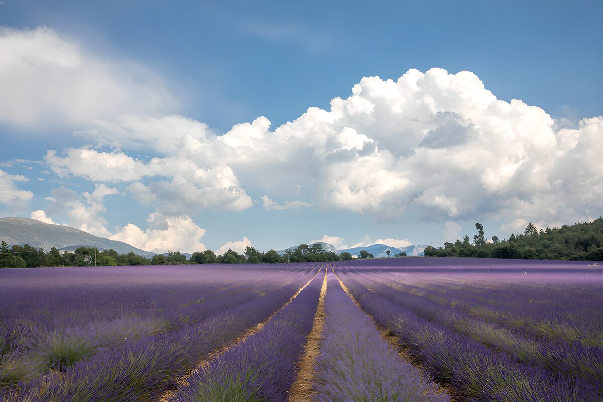 TPDE78500: Lavendelfeld unter blauen Himmel