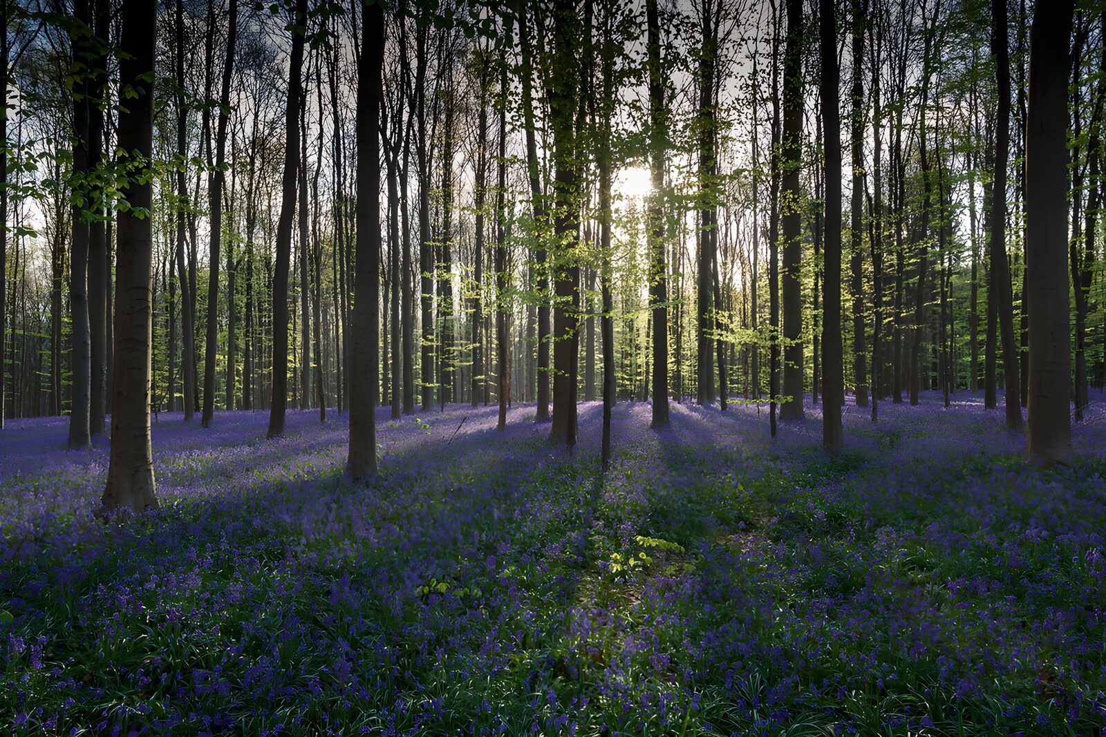 TPDE71415: Blühender Wald im Morgenlicht