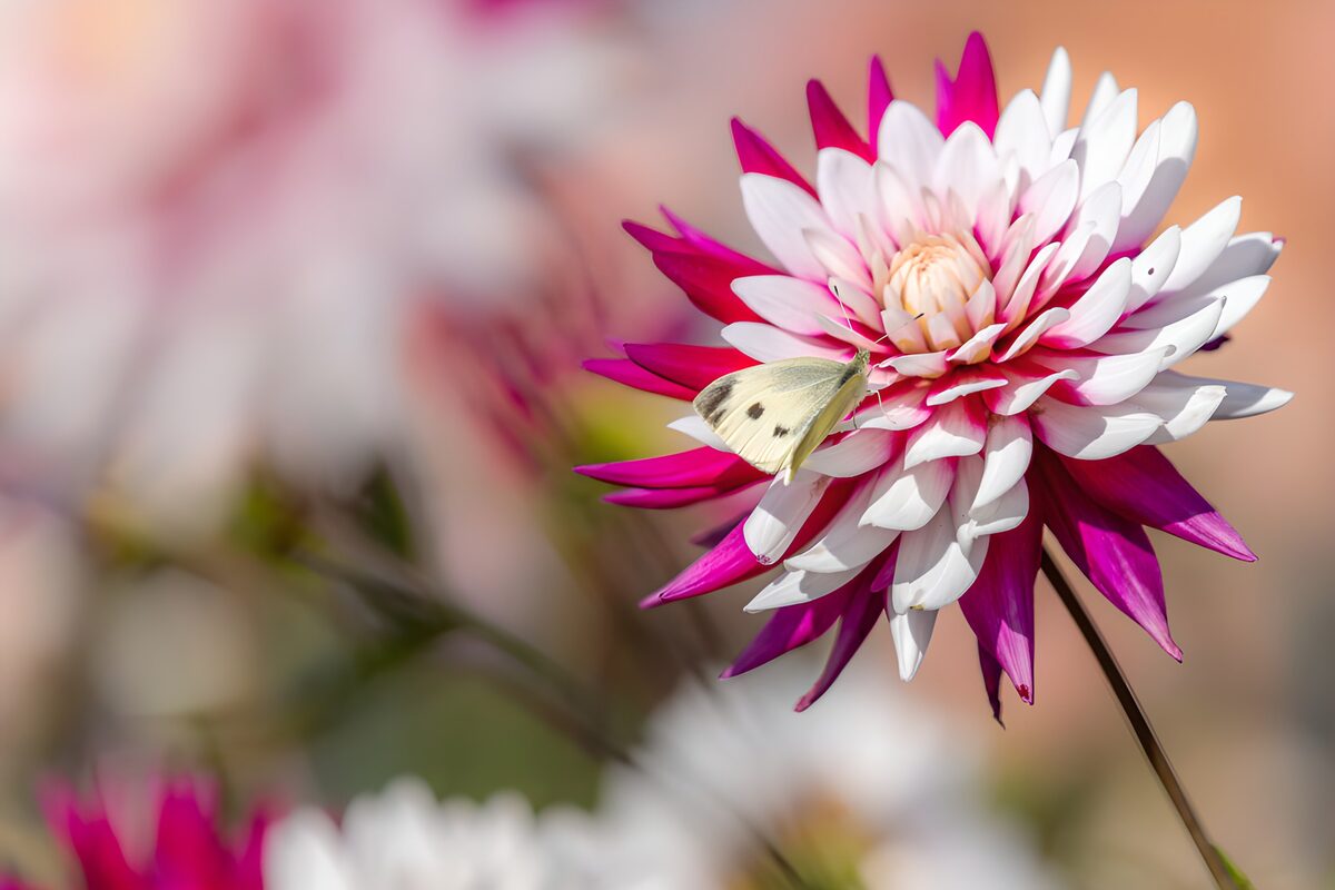 TPDE93724: Schmetterling auf einer blühenden Blume