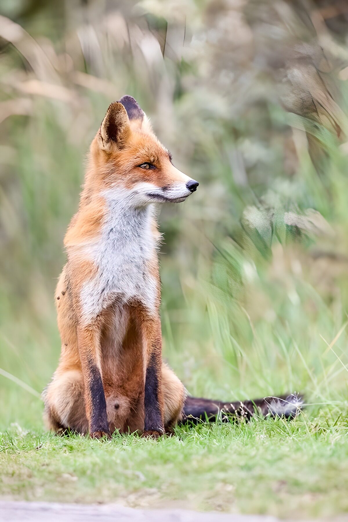 ein Rotfuchs hält Ausschau