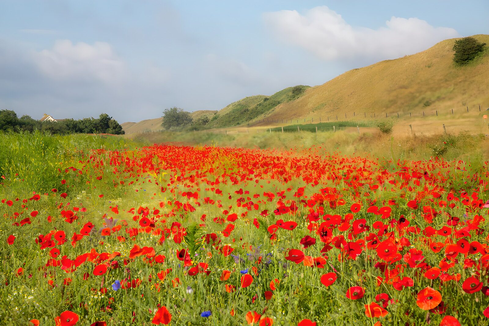 TPDE74802: Rote Mohnblumen im Sonnenlicht