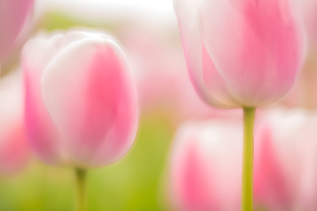 Zarte rosa Tulpenblüten im Frühling