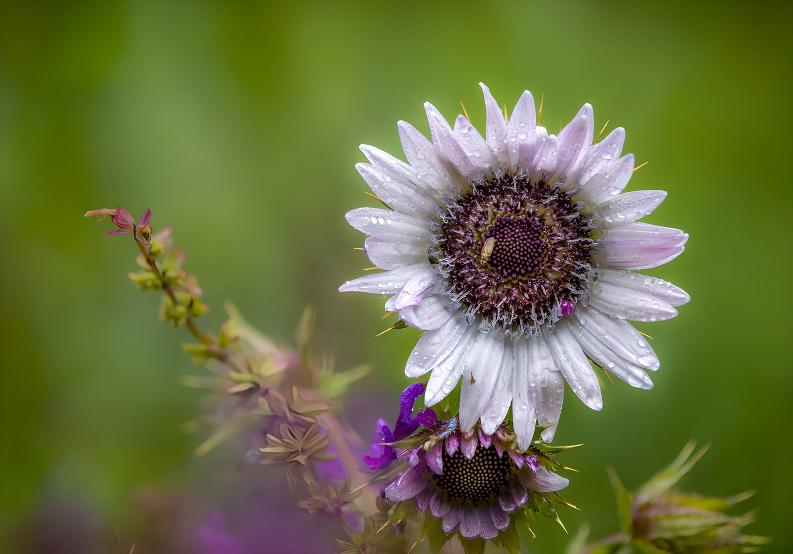 TPDE37477: Tautropfen auf zarter Wildblüte