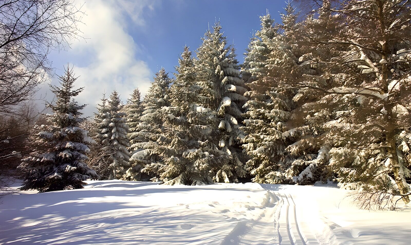 TPDE97090: verschneite Tannenbäume in der Wintersonne